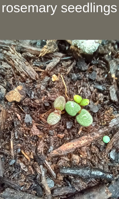 rosemary seedlings | made w/ Imgflip meme maker