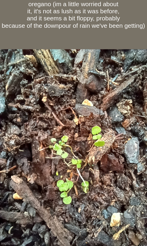 oregano (im a little worried about it, it's not as lush as it was before, and it seems a bit floppy, probably because of the downpour of rain we've been getting) | made w/ Imgflip meme maker