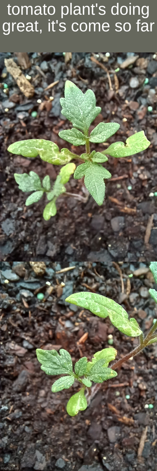 tomato plant's doing great, it's come so far | made w/ Imgflip meme maker