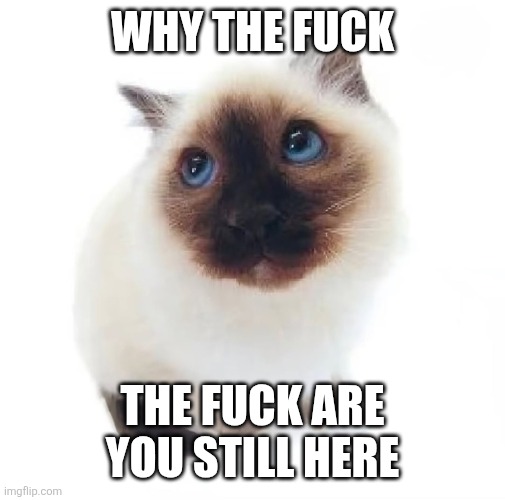 Holy crud just use instagram | WHY THE FUCK; THE FUCK ARE YOU STILL HERE | made w/ Imgflip meme maker