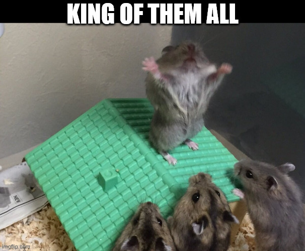 Hamster King of the Mountain | KING OF THEM ALL | image tagged in hamster king of the mountain | made w/ Imgflip meme maker