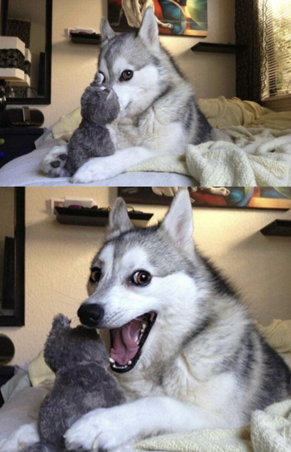 High Quality husky pun Blank Meme Template