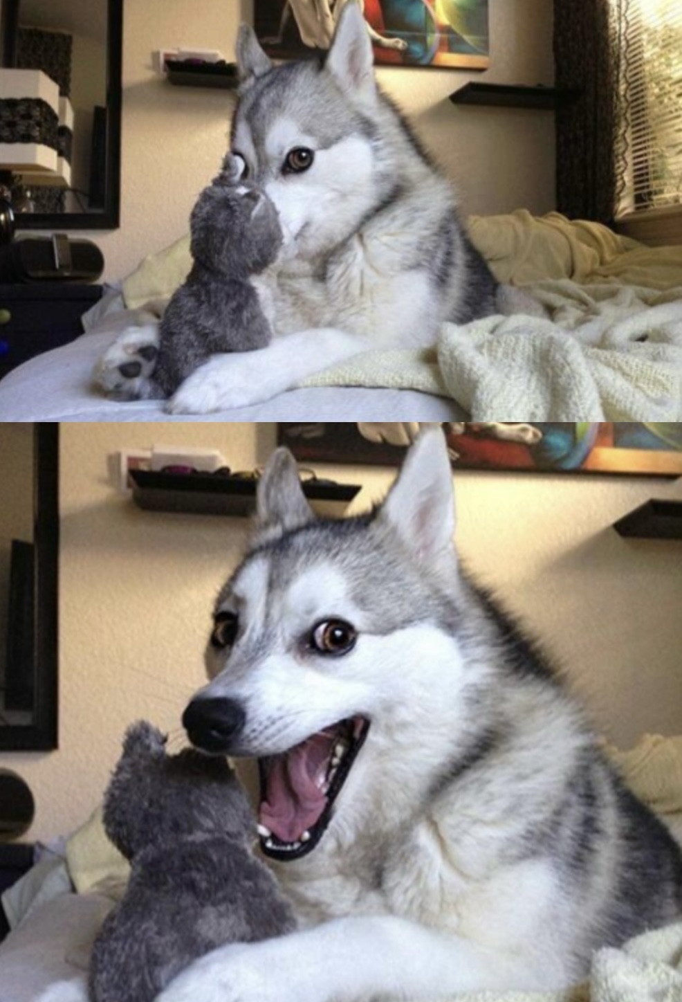 High Quality Husky Blank Meme Template