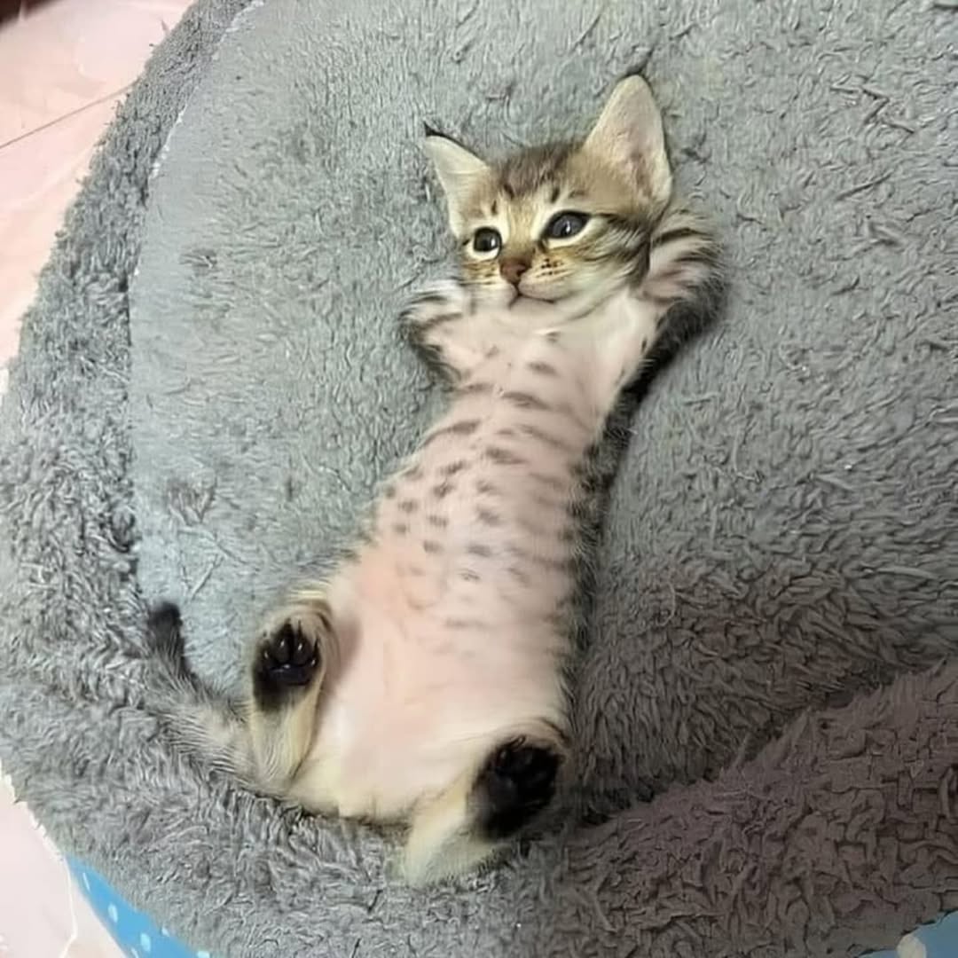 Cat Chilling Blank Meme Template