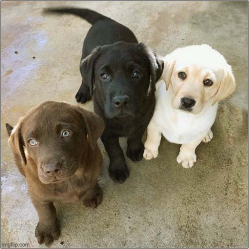 Labrador Puppy Assortment ! | image tagged in dogs,labrador,puppies | made w/ Imgflip meme maker