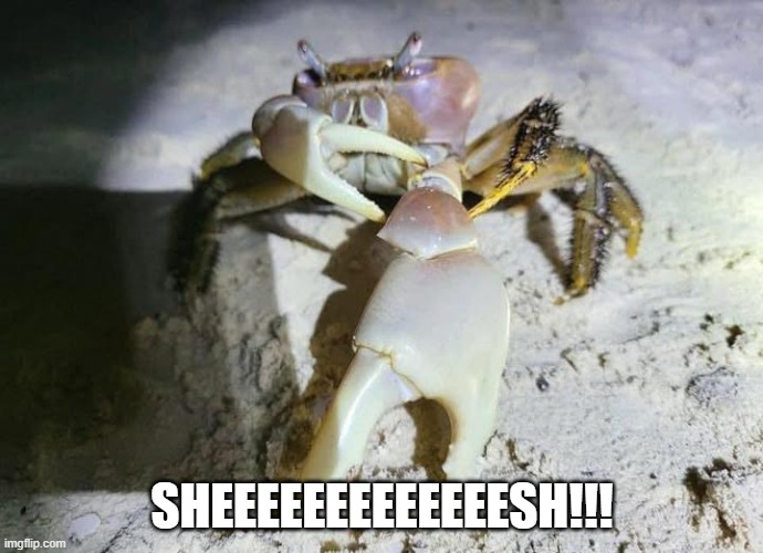 sheesh crab | SHEEEEEEEEEEEEESH!!! | image tagged in crab,sheesh | made w/ Imgflip meme maker