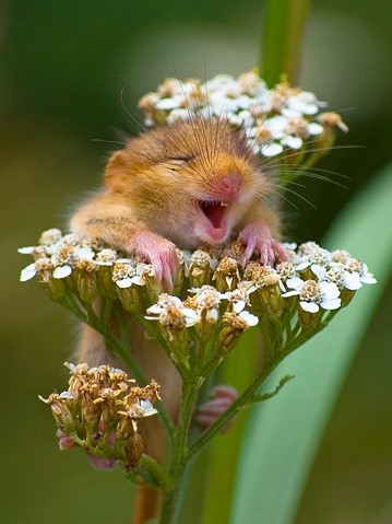 cute hamster Blank Meme Template