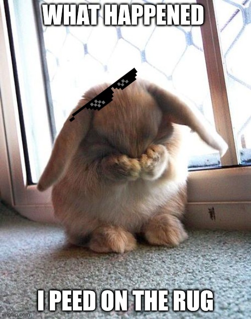 bunny | WHAT HAPPENED; I PEED ON THE RUG | image tagged in embarrassed bunny | made w/ Imgflip meme maker