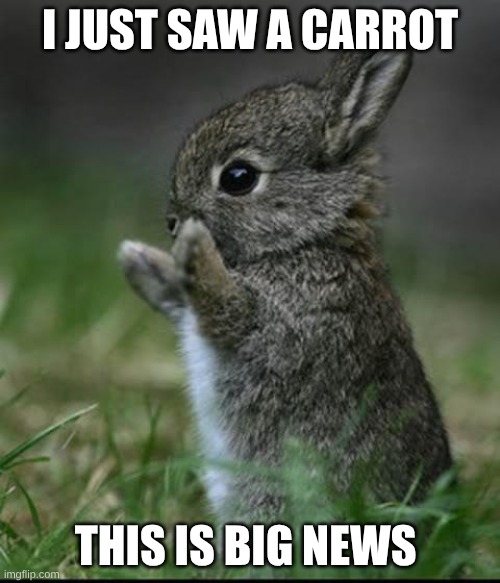 big news | I JUST SAW A CARROT; THIS IS BIG NEWS | image tagged in cute bunny | made w/ Imgflip meme maker