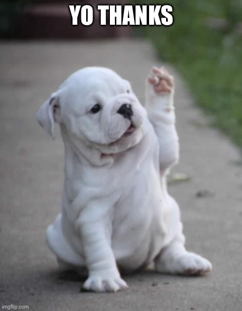 Puppy High Five  | YO THANKS | image tagged in puppy high five | made w/ Imgflip meme maker