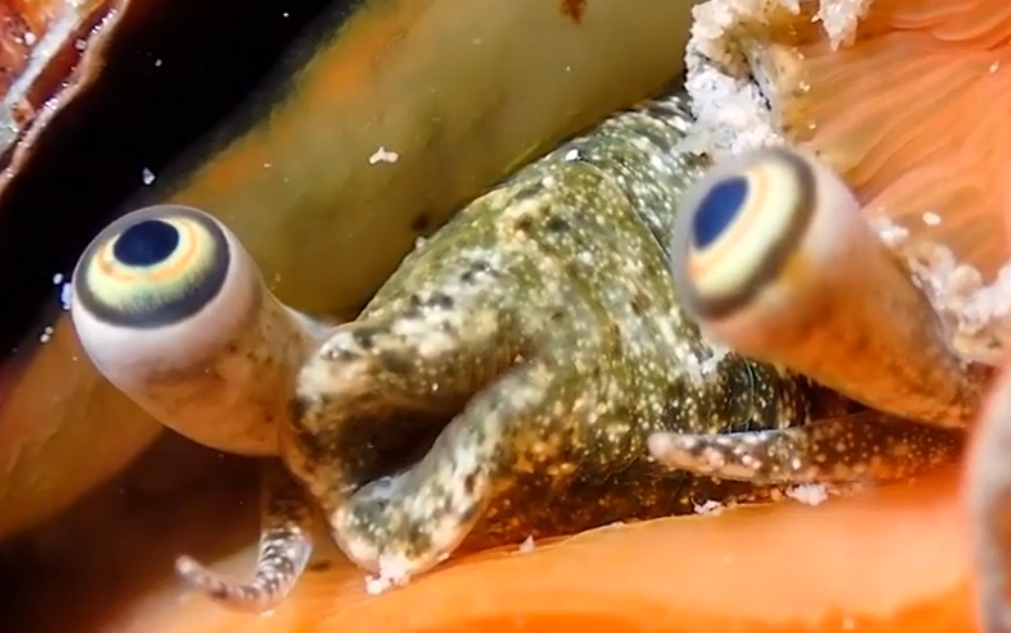 Pog Conch Blank Meme Template