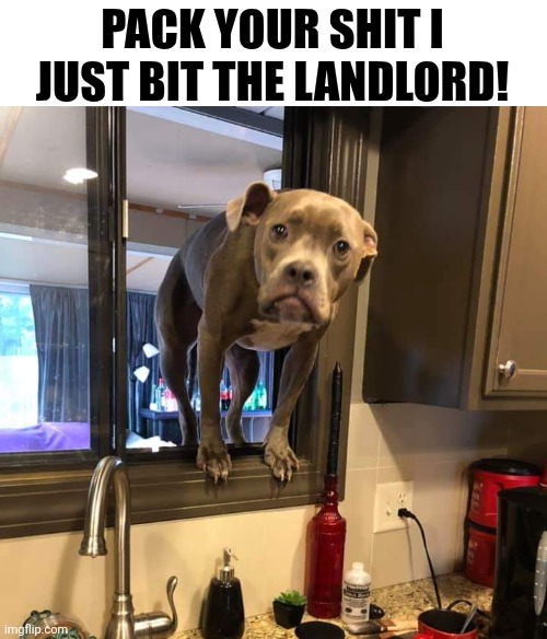 Pack Your Shit I Just Bit The Landlord! | PACK YOUR SHIT I JUST BIT THE LANDLORD! | image tagged in chrisjoines1 | made w/ Imgflip meme maker