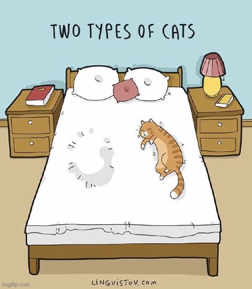 Cats, over and undercover… | image tagged in cats,two types,bed,comics | made w/ Imgflip meme maker