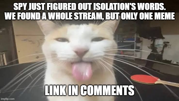 Milly the silly cat Bleh Cat | SPY JUST FIGURED OUT ISOLATION'S WORDS. WE FOUND A WHOLE STREAM, BUT ONLY ONE MEME; LINK IN COMMENTS | image tagged in milly the silly cat bleh cat | made w/ Imgflip meme maker