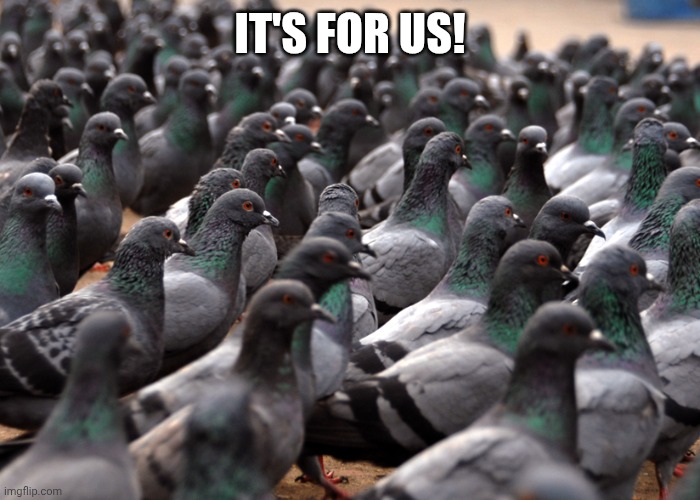 Pidgeon Mob | IT'S FOR US! | image tagged in pidgeon mob | made w/ Imgflip meme maker
