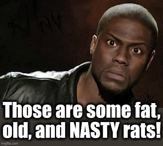 Kevin Hart Meme | Those are some fat, old, and NASTY rats! | image tagged in memes,kevin hart | made w/ Imgflip meme maker
