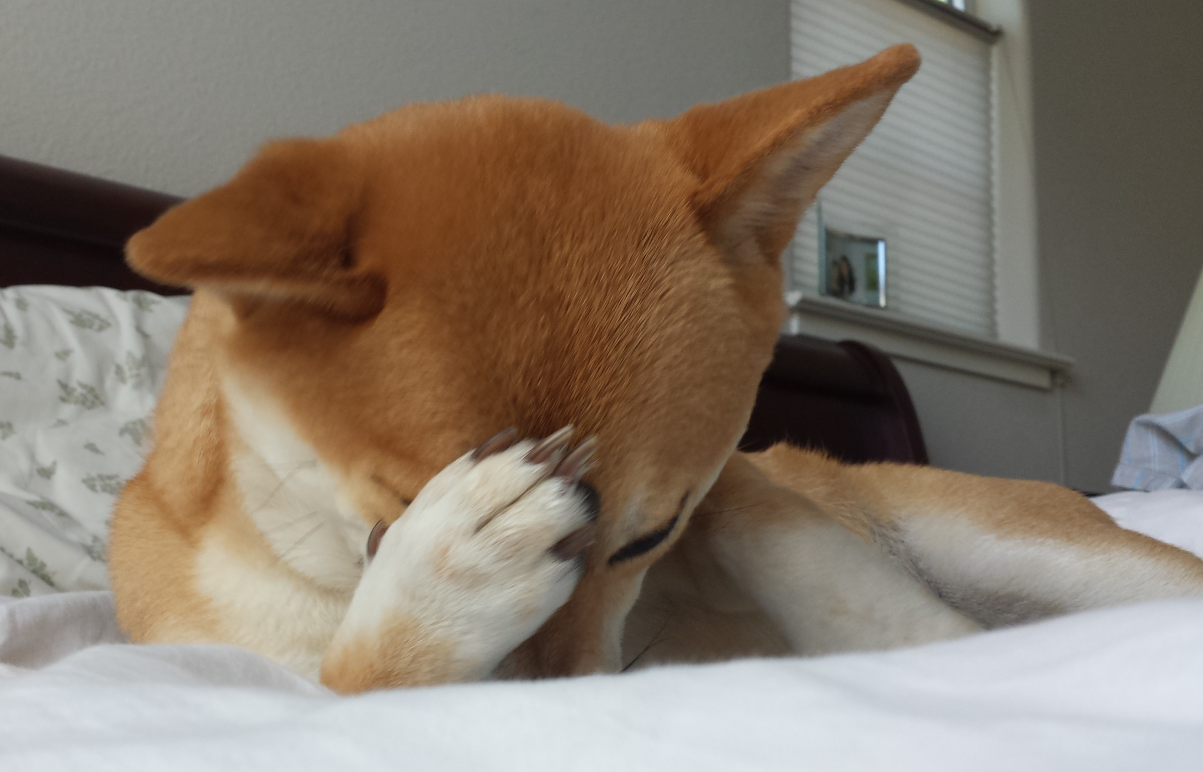 Facepalming Dog Blank Meme Template