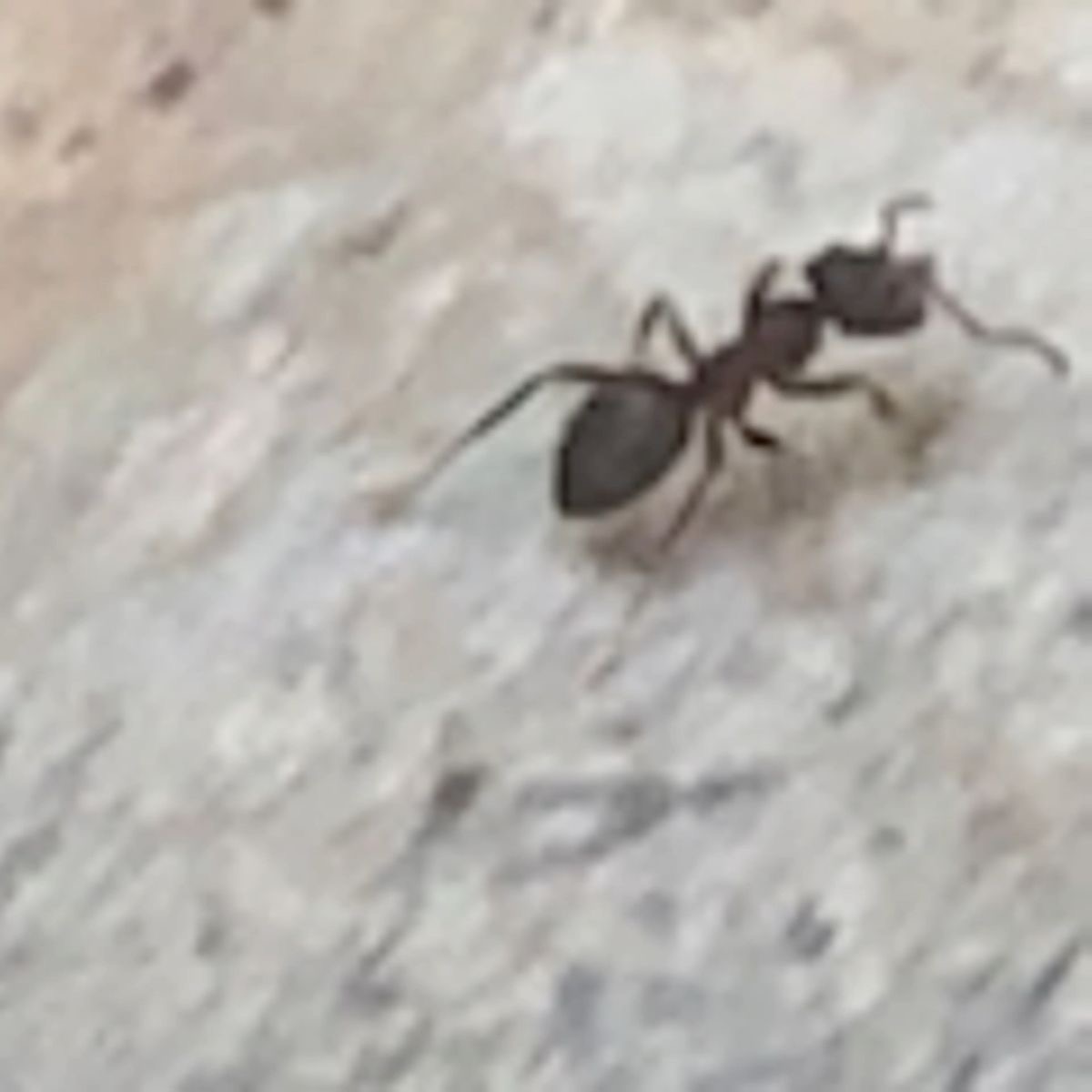 ant Blank Meme Template