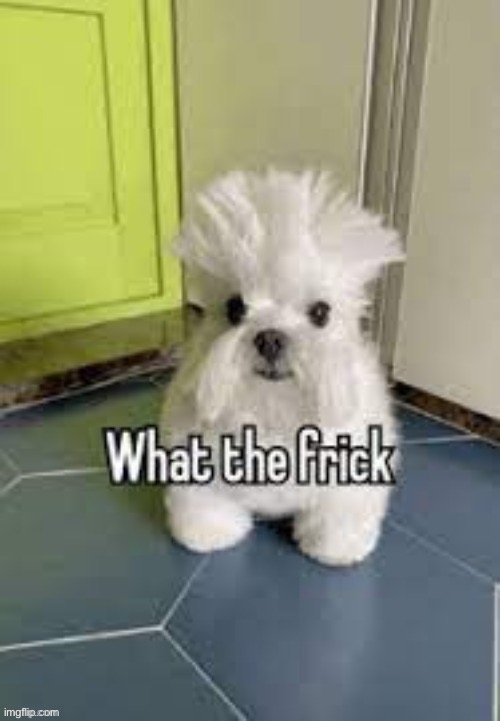 What the frick | made w/ Imgflip meme maker