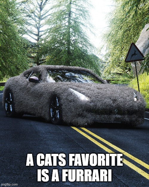 A cats favorite car is a Furrari.  -  funny  - | A CATS FAVORITE IS A FURRARI | image tagged in cats,funny,kitten,ferrari,humor,cars | made w/ Imgflip meme maker
