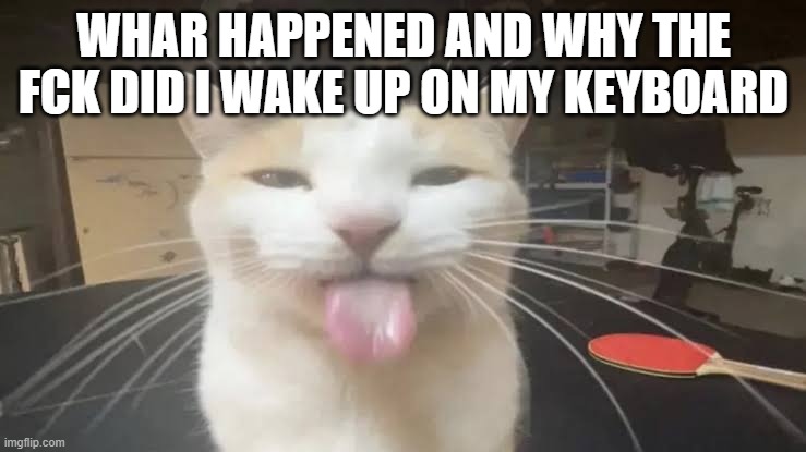 Milly the silly cat Bleh Cat | WHAR HAPPENED AND WHY THE FCK DID I WAKE UP ON MY KEYBOARD | image tagged in milly the silly cat bleh cat | made w/ Imgflip meme maker