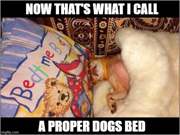 Luxury Living ! | NOW THAT'S WHAT I CALL; A PROPER DOGS BED | image tagged in dogs,luxury,bed | made w/ Imgflip meme maker
