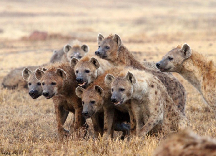 Hungry Hyenas | image tagged in hungry hyenas | made w/ Imgflip meme maker