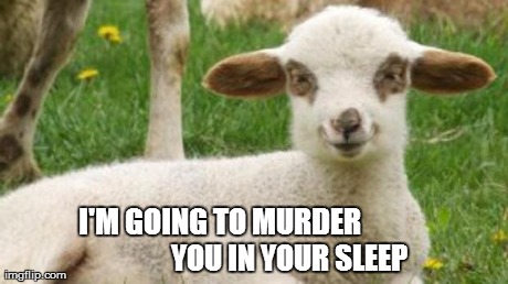 Evil Lamb | I'M GOING TO MURDER YOU IN YOUR SLEEP | image tagged in memes,funny,animals,evil lamb,kill you in your sleep | made w/ Imgflip meme maker