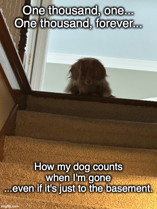 You were gone forever (I counted)! | One thousand, one...
One thousand, forever... How my dog counts when I'm gone
...even if it's just to the basement. | image tagged in dog,dachshund | made w/ Imgflip meme maker