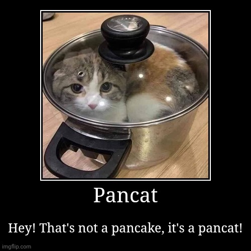 Pancat | Pancat | Hey! That's not a pancake, it's a pancat! | image tagged in funny,demotivationals,cats | made w/ Imgflip demotivational maker