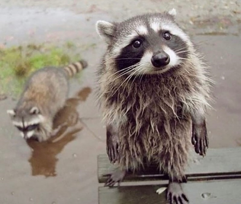 Please Raccoon Sad Blank Meme Template