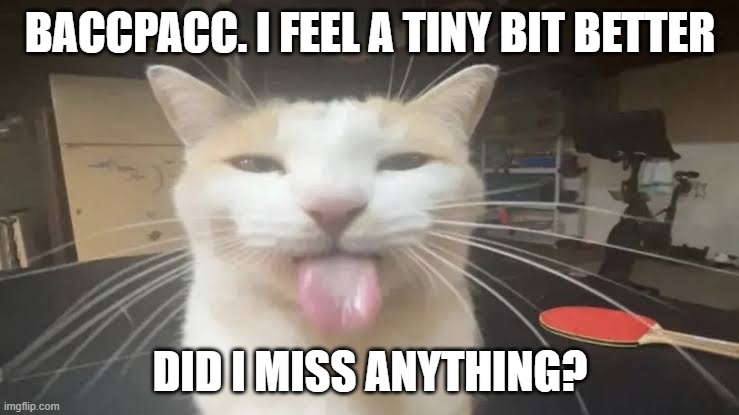 Milly the silly cat Bleh Cat | BACCPACC. I FEEL A TINY BIT BETTER; DID I MISS ANYTHING? | image tagged in milly the silly cat bleh cat | made w/ Imgflip meme maker