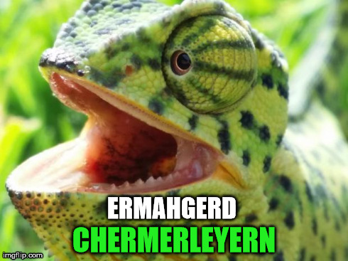 cermerflerged | ERMAHGERD CHERMERLEYERN | image tagged in chameleon,ermahgerd,reptile | made w/ Imgflip meme maker