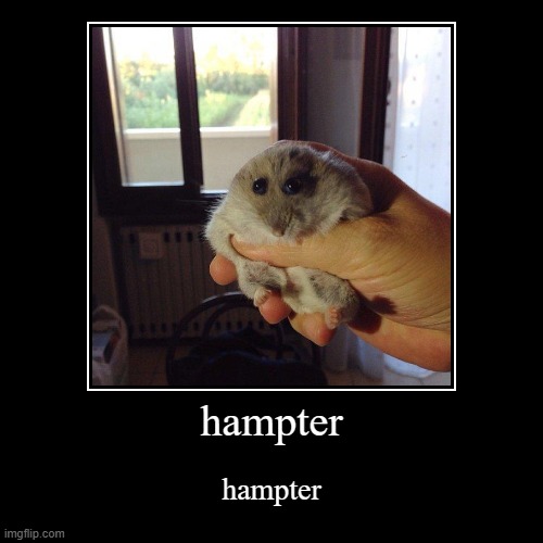 hampter | hampter | hampter | image tagged in funny,demotivationals,hampter | made w/ Imgflip demotivational maker
