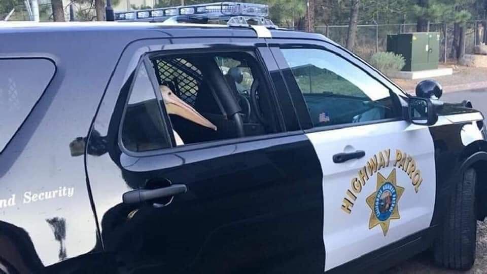 goose in police car Blank Meme Template