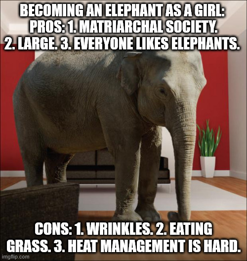 Girl become elephant | BECOMING AN ELEPHANT AS A GIRL: 
PROS: 1. MATRIARCHAL SOCIETY. 2. LARGE. 3. EVERYONE LIKES ELEPHANTS. CONS: 1. WRINKLES. 2. EATING GRASS. 3. HEAT MANAGEMENT IS HARD. | image tagged in elephant in the room | made w/ Imgflip meme maker