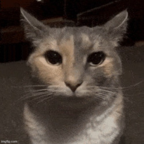 Serious Cat | image tagged in serious cat | made w/ Imgflip meme maker