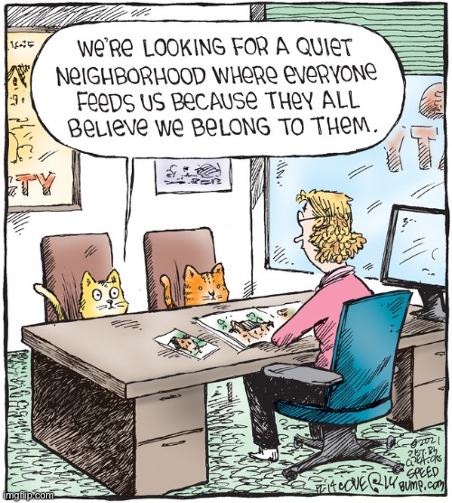 There’s quite a few cats like that around… | image tagged in cats,comics | made w/ Imgflip meme maker