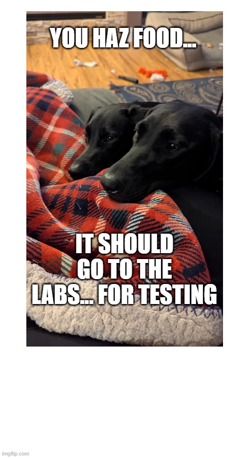 food to the labs | YOU HAZ FOOD... IT SHOULD GO TO THE LABS... FOR TESTING | image tagged in labrador food | made w/ Imgflip meme maker