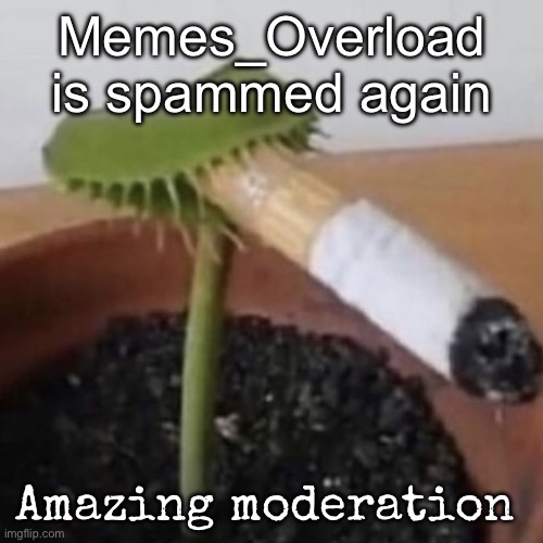 plant weeds | Memes_Overload is spammed again; Amazing moderation | image tagged in plant weeds,msmg | made w/ Imgflip meme maker