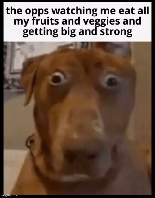 Run Roh | image tagged in dog | made w/ Imgflip meme maker