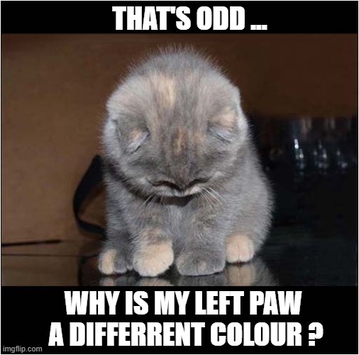 A Curious Kitten | THAT'S ODD ... WHY IS MY LEFT PAW
  A DIFFERRENT COLOUR ? | image tagged in cats,kitten,paw,colour | made w/ Imgflip meme maker
