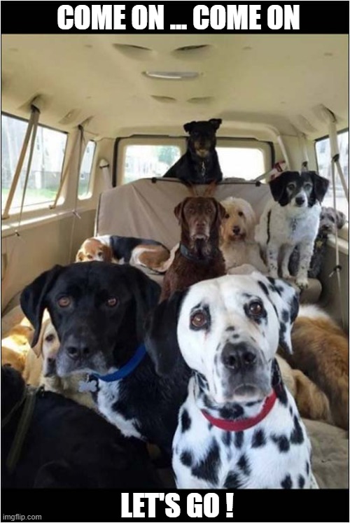 An Impatient Pack Of Dogs | COME ON ... COME ON; LET'S GO ! | image tagged in dogs,impatient,let's go | made w/ Imgflip meme maker