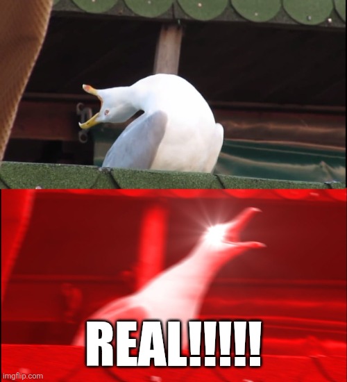 Screaming bird | REAL!!!!! | image tagged in screaming bird | made w/ Imgflip meme maker