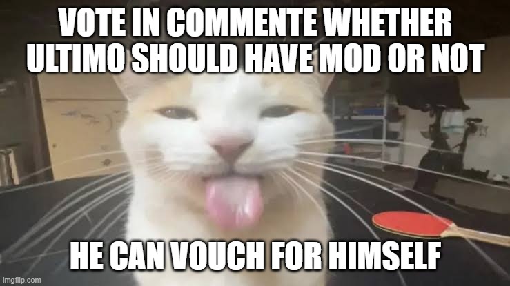 (CLOSED) | VOTE IN COMMENTE WHETHER ULTIMO SHOULD HAVE MOD OR NOT; HE CAN VOUCH FOR HIMSELF | image tagged in milly the silly cat bleh cat | made w/ Imgflip meme maker