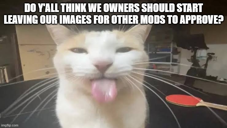 Milly the silly cat Bleh Cat | DO Y'ALL THINK WE OWNERS SHOULD START LEAVING OUR IMAGES FOR OTHER MODS TO APPROVE? | image tagged in milly the silly cat bleh cat,sans of topic | made w/ Imgflip meme maker