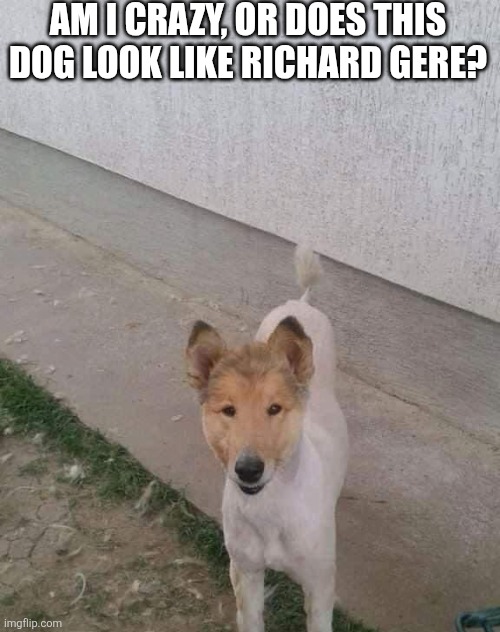 Am I Crazy, Or Does This Dog Look Like Richard Gere? | AM I CRAZY, OR DOES THIS DOG LOOK LIKE RICHARD GERE? | image tagged in chrisjoines1 | made w/ Imgflip meme maker