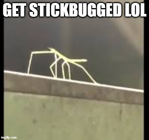 hahaha | GET STICKBUGGED LOL | image tagged in stickbug | made w/ Imgflip meme maker