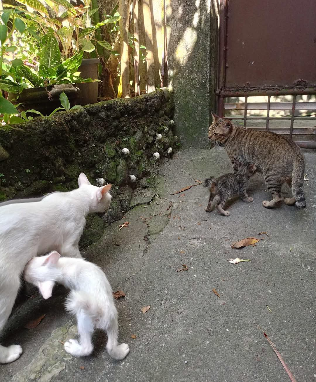 2 mommy cats Blank Meme Template