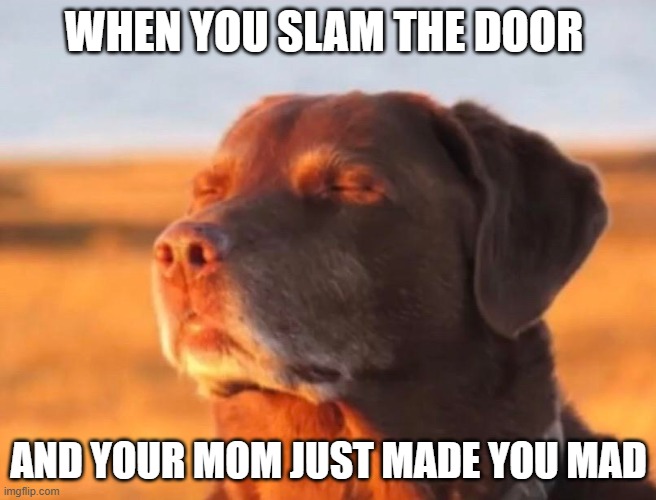 You know your done for | WHEN YOU SLAM THE DOOR; AND YOUR MOM JUST MADE YOU MAD | image tagged in dog accepting fate | made w/ Imgflip meme maker